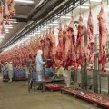 Q1 Red Meat Output at 98,800 tons