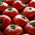 Tomato Exports Earn $112m  in 5 Months