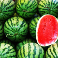 Watermelon Exports Earn $98m in Four Months