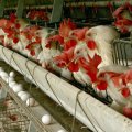 70% Reduction in Poultry Feed Importers 