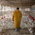 Industrial Chicken Farms’ PPI Inflation at 84% 