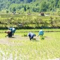 Close to 8.5 million hectares of land under cultivation in Iran are irrigated and 10 million hectares are rain-fed.