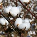 Iran Cotton Output Estimated to Reach 60,000 Tons 