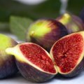 Fig Exports at 11,000 Tons 