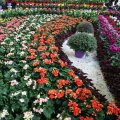 Overseas Flower, Plant Sales Earn $5.3 Million in Q1