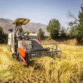 Rice Farming Banned in Khuzestan 