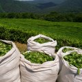 25% Rise in Tea Production 