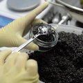 Mazandaran Caviar Exports Rise Threefold 