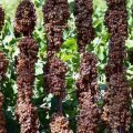 Raisin Exports Reach $230m in Fiscal 2020-21