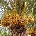 $4m Allocated for Revival of  Palm Trees in Shadegan