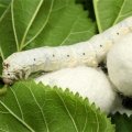 Silk Cocoon Yield Increases 15 Percent