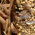 Soybean Imports Grow 45 Percent