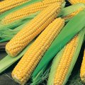 Thailand Biggest Sweet Corn Exporter to Iran