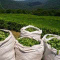 Fresh Tea Leaf Output Estimated to Reach 135K Tons This Year
