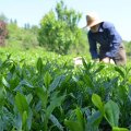 Factories Buy 9,700 Tons of Fresh Tea Leaves 