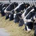 SCI Gives Q2 Account of Livestock