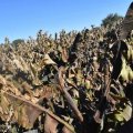 Cold Spell Inflicts Losses Worth Millions of Dollars on Agro Sector