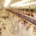 Iran&#039;s Poultry Producer Inflation Up 70% YOY