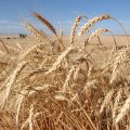 Iran’s Wheat Output Rises: USDA