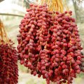 Date Production Reaches 1.2m Tons