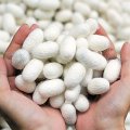 Silk Cocoon Production Breaks 12-Year Record With 21% Jump 