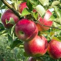 Iran Apple Production Expected to Decline