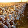 Cotton Production Expected to Decline Due to Drought