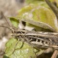 Iran Braces for Another Desert Locust Attack 