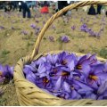 Saffron Exports Earn Over $110m