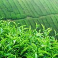 Gov’t Increases Green Tea Purchase From Local Farmers