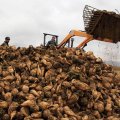 West Azarbaijan: Iran's Sugar Beet Production Hub