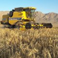8m Tons of Wheat Purchased From Foreign Sources