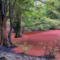 Red Lake, Green Forest