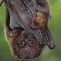 Habitat Destruction Threatens Iranian Bats 