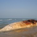 Giant Whale Found Dead