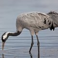 W. Azarbaijan Hosts New Cranes