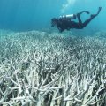 Chabahar Coral Reefs Suffer Serious Bleaching 