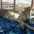 Asiatic Cheetah Cub Dies of  Injuries From Road Crash 