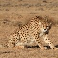Miandasht Cheetah Refuge Merits Special Attention 