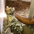 Leopard Cub Freed From Smugglers&#039; Clutches  