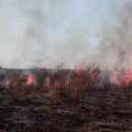 Fire Rips Through Miankaleh  Protected Area Once Again 
