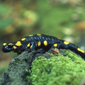 The population of the Azerbaijan newt has been recorded in West Azerbaijan Province.