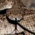 Initiative to Protect Venomous Snakes