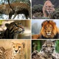 Wildlife Day Spotlights Majestic Big Cats