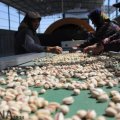 Iran’s Pistachio Exports to EU Top €78 Million in H1