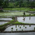 Iran: Rice Self-Sufficiency This Year 