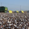 20% Growth in Cotton Boll Production