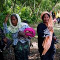 Satellite Data Show Fires Burning in Rakhine State