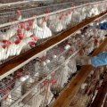 New Strain of Avian Flu Spreading