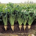 The area under beet cultivation in fall this year stood at around 16,000 hectares, which is up by 60% compared to last year.